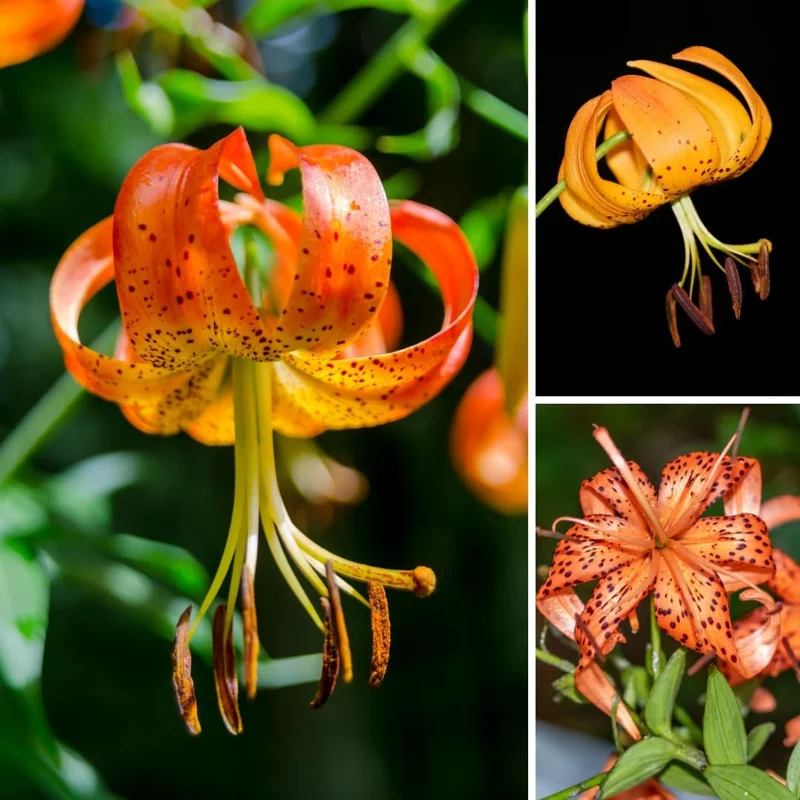 Turks Cap Lily Bulbs, Tiger Lily Flower Bulbs for Growing, Pack 5 Bulbs - Image 1