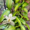 Vanilla Bean Orchid Live Plant - Fragrant Green Vanilla Vine Starter, 3-7 Inches Tall - Image 1