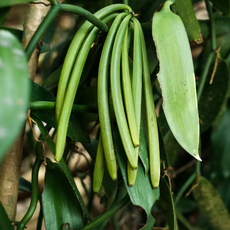 Vanilla Orchid Live Plant - 3-7 Inch Tall Vanilla Bean Orchid for Indoor/Outdoor - Image 2