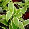 Vanilla Orchid Live Plant - 3-7 Inch Tall Vanilla Bean Orchid for Indoor/Outdoor - Image 1