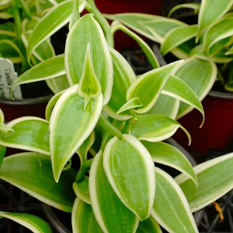 Vanilla Orchid Live Plant - 3-7 Inch Tall Vanilla Bean Orchid for Indoor/Outdoor - Image 1