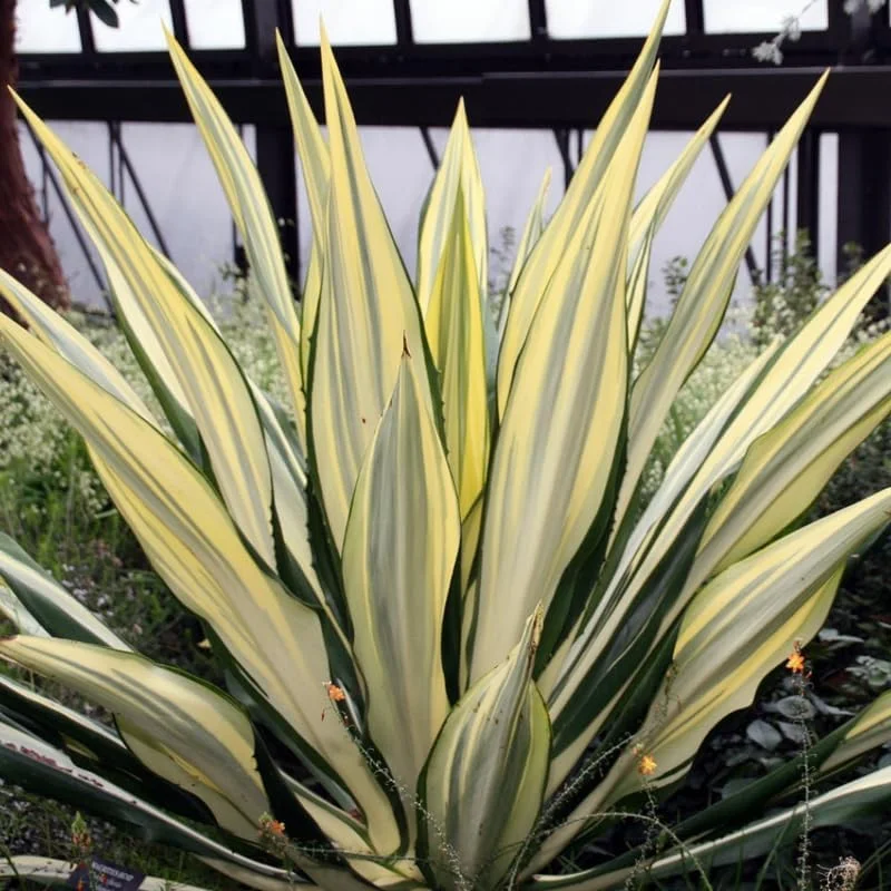 Variegated Agave Plant Live, Hardy Succulent Live Plant in 1 Gallon Nursery Pot, 1.5-2 Feet Tall - Image 4
