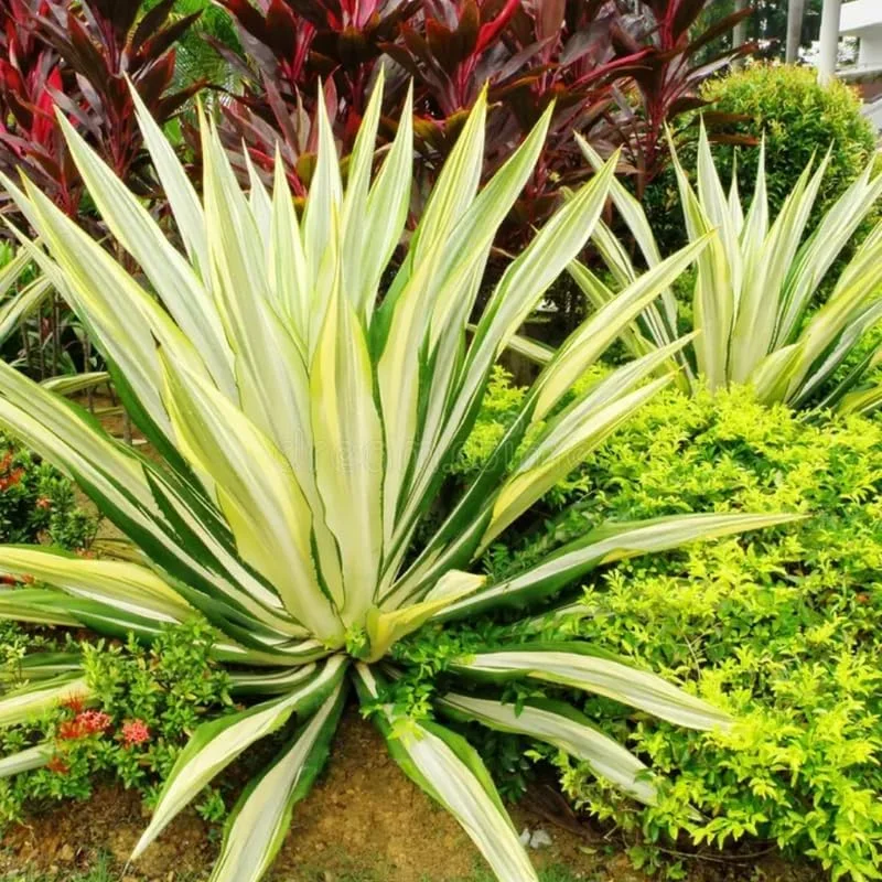 Variegated Agave Plant Live, Hardy Succulent Live Plant in 1 Gallon Nursery Pot, 1.5-2 Feet Tall - Image 5