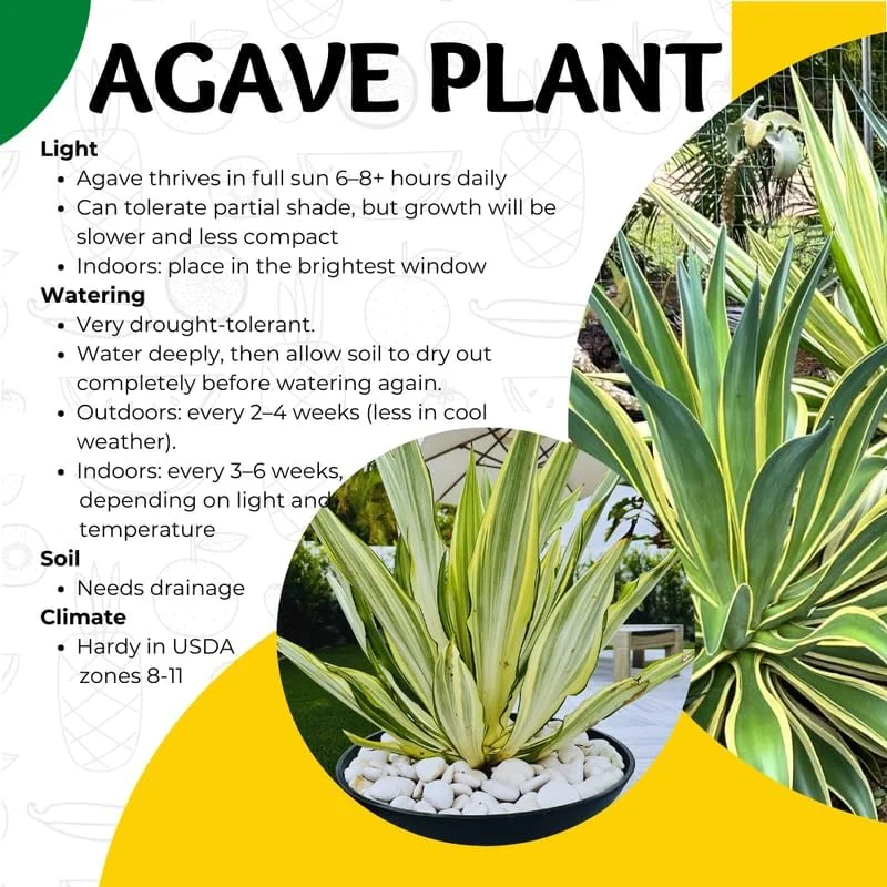 Variegated Agave Plant Live, Hardy Succulent Live Plant in 1 Gallon Nursery Pot, 1.5-2 Feet Tall - Image 6