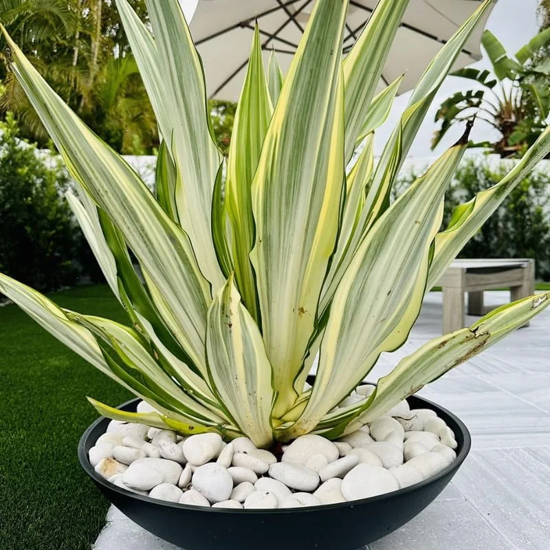 Variegated Agave Plant Live, Hardy Succulent Live Plant in 1 Gallon Nursery Pot, 1.5-2 Feet Tall - Image 7