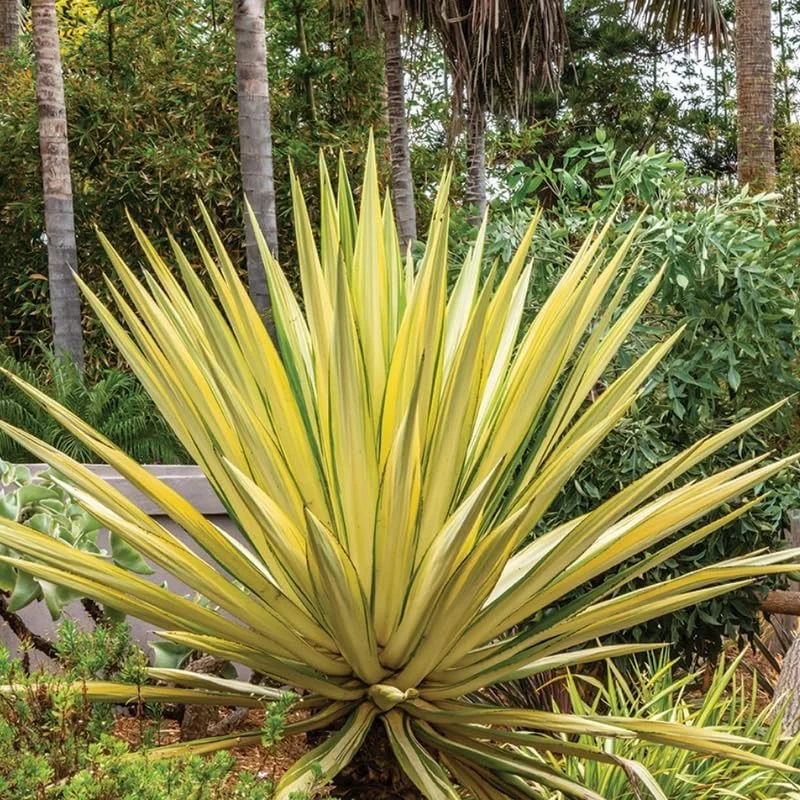 Variegated Agave Plant Live, Hardy Succulent Live Plant in 1 Gallon Nursery Pot, 1.5-2 Feet Tall - Image 8