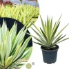Variegated Agave Plant Live, Hardy Succulent Live Plant in 1 Gallon Nursery Pot, 1.5-2 Feet Tall - Image 1