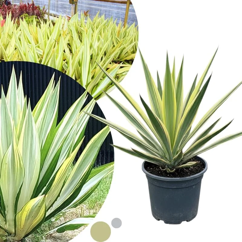 Variegated Agave Plant Live, Hardy Succulent Live Plant in 1 Gallon Nursery Pot, 1.5-2 Feet Tall - Image 1