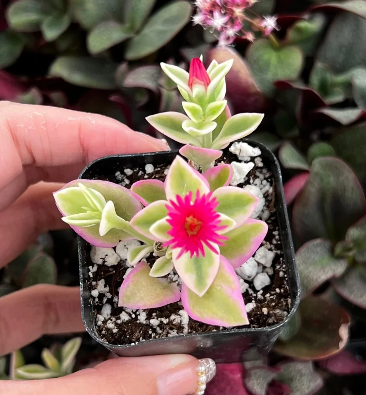 Variegated Baby Sun Rose Live Plant - Aptenia cordifolia 'Variegata' - Pink Succulent - 2 inch Pot - Image 2