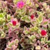 Variegated Baby Sun Rose Live Plant - Aptenia cordifolia 'Variegata' - Pink Succulent - 2 inch Pot - Image 1