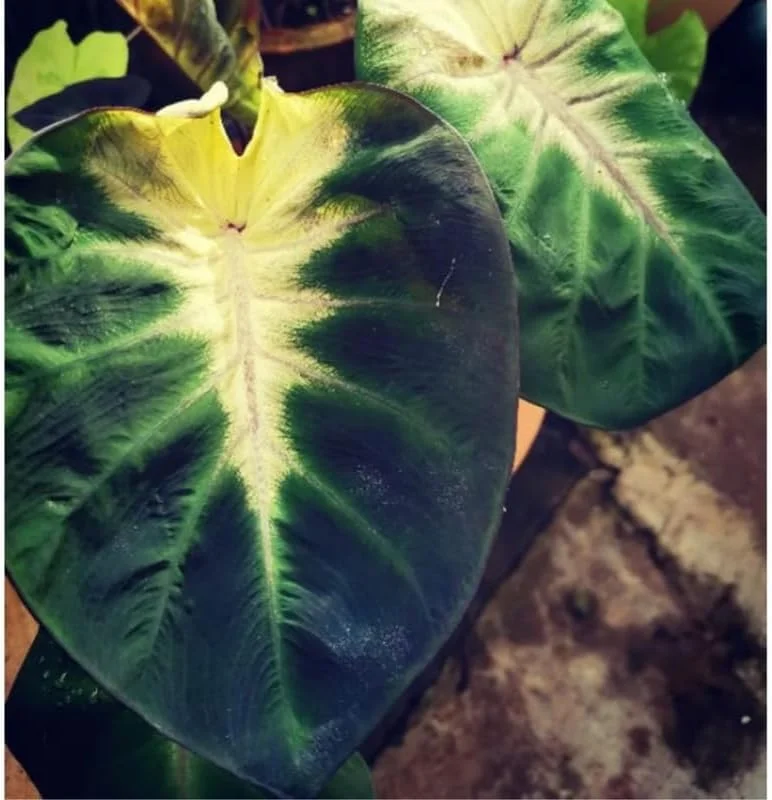Variegated Colocasia Elephant Ears Live Plant, Alocasia, 5-7 Inch Tall - Image 2