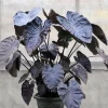 Variegated Colocasia Elephant Ears Live Plant, Alocasia, 5-7 Inch Tall - Image 1