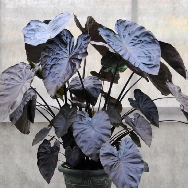 Variegated Colocasia Elephant Ears Live Plant, Alocasia, 5-7 Inch Tall - Image 1
