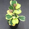 Variegated Hoya Kerrii Live Plant - Heart Leaf Hoya Starter Pot - Indoor Houseplant - Image 1