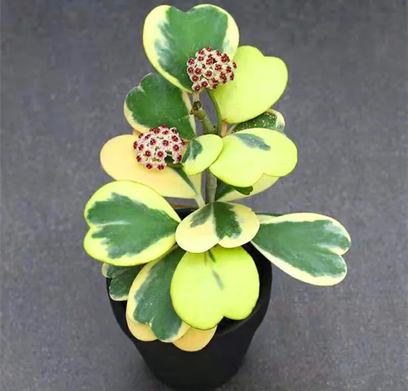 Variegated Hoya Kerrii Live Plant - Heart Leaf Hoya Starter Pot - Indoor Houseplant - Image 1