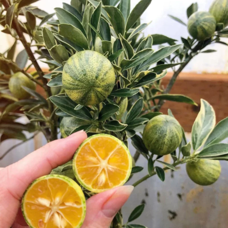 Variegated Kumquat Tree Live Plant – 3 Gallon Pot – Outdoor Citrus Fruit Tree - Image 3