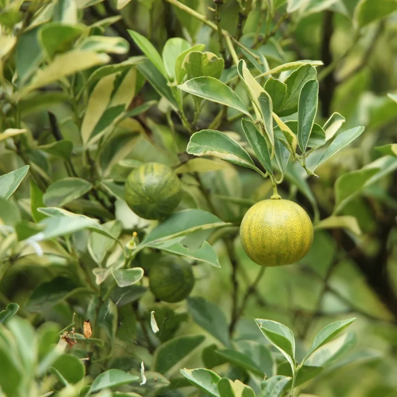 Variegated Kumquat Tree Live Plant – 3 Gallon Pot – Outdoor Citrus Fruit Tree - Image 6