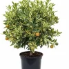 Variegated Kumquat Tree Live Plant – 3 Gallon Pot – Outdoor Citrus Fruit Tree - Image 1