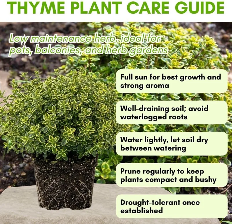 Variegated Lemon Thyme Live Plant - 2 Pack, 3-6 Inch Tall, Fragrant Perennial Herb for Indoor & Outdoor Gardens - Image 2