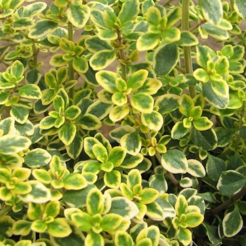 Variegated Lemon Thyme Live Plant - 2 Pack, 3-6 Inch Tall, Fragrant Perennial Herb for Indoor & Outdoor Gardens - Image 4