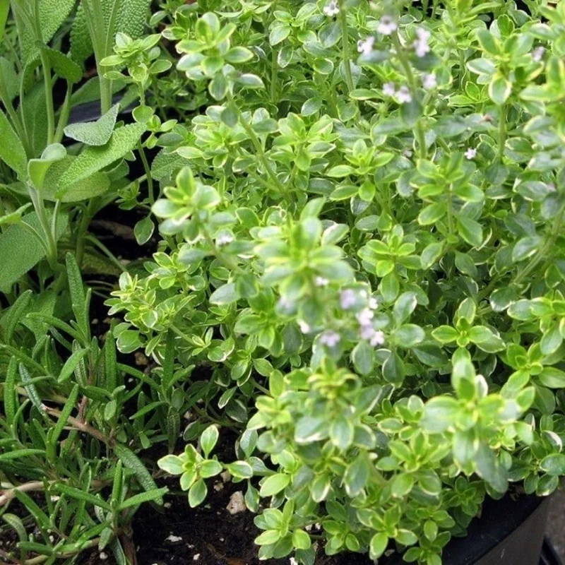 Variegated Lemon Thyme Live Plant - 2 Pack, 3-6 Inch Tall, Fragrant Perennial Herb for Indoor & Outdoor Gardens - Image 6