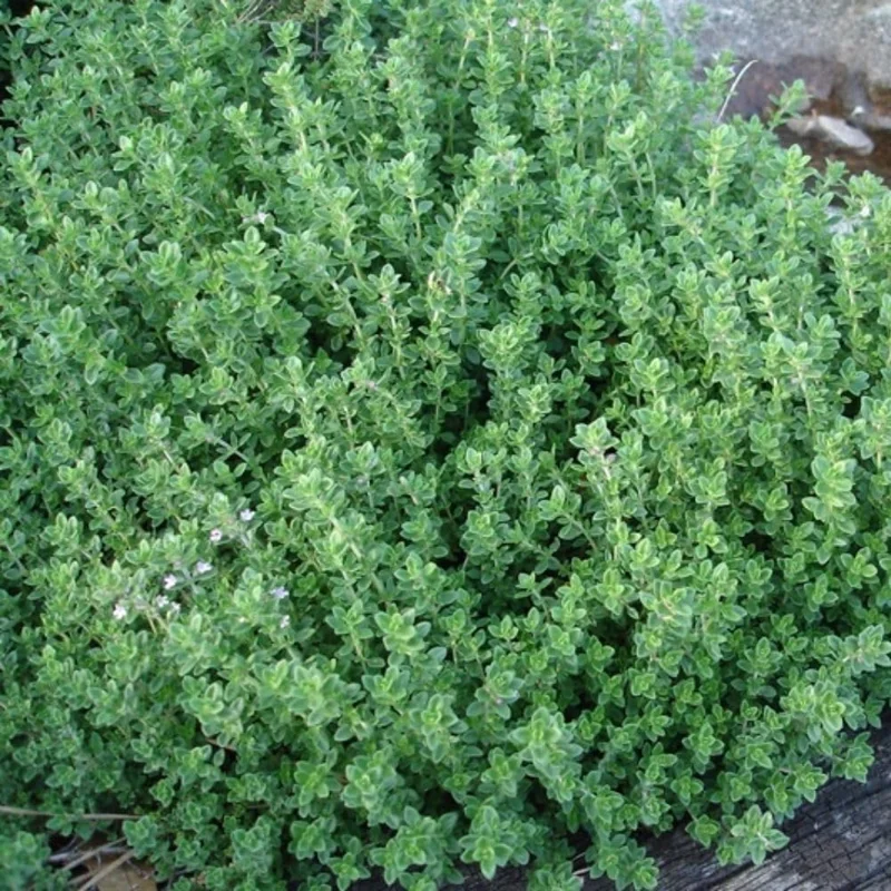 Variegated Lemon Thyme Live Plant - 2 Pack, 3-6 Inch Tall, Fragrant Perennial Herb for Indoor & Outdoor Gardens - Image 8