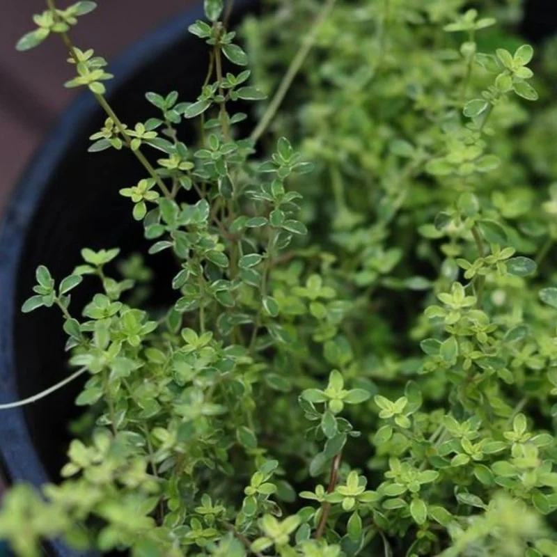 Variegated Lemon Thyme Live Plant - 2 Pack, 3-6 Inch Tall, Fragrant Perennial Herb for Indoor & Outdoor Gardens - Image 9