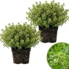 Variegated Lemon Thyme Live Plant - 2 Pack, 3-6 Inch Tall, Fragrant Perennial Herb for Indoor & Outdoor Gardens - Image 1