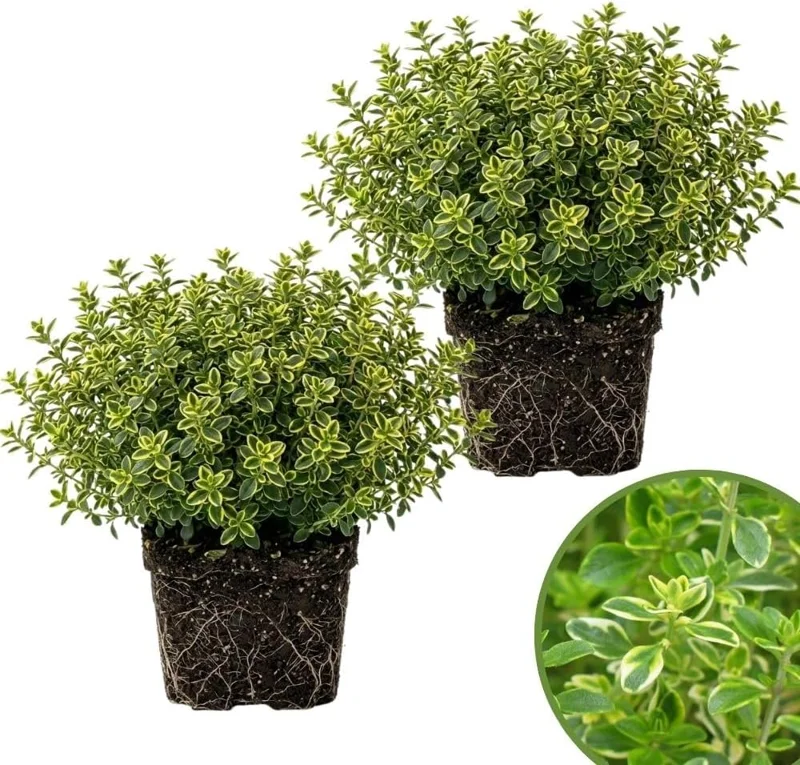 Variegated Lemon Thyme Live Plant - 2 Pack, 3-6 Inch Tall, Fragrant Perennial Herb for Indoor & Outdoor Gardens - Image 1