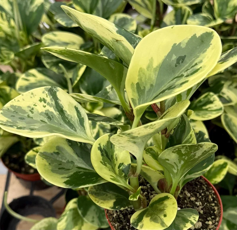 Variegated Peperomia Obtusifolia Live Plant – 4 inch Pot – Rooted Houseplant - Image 3
