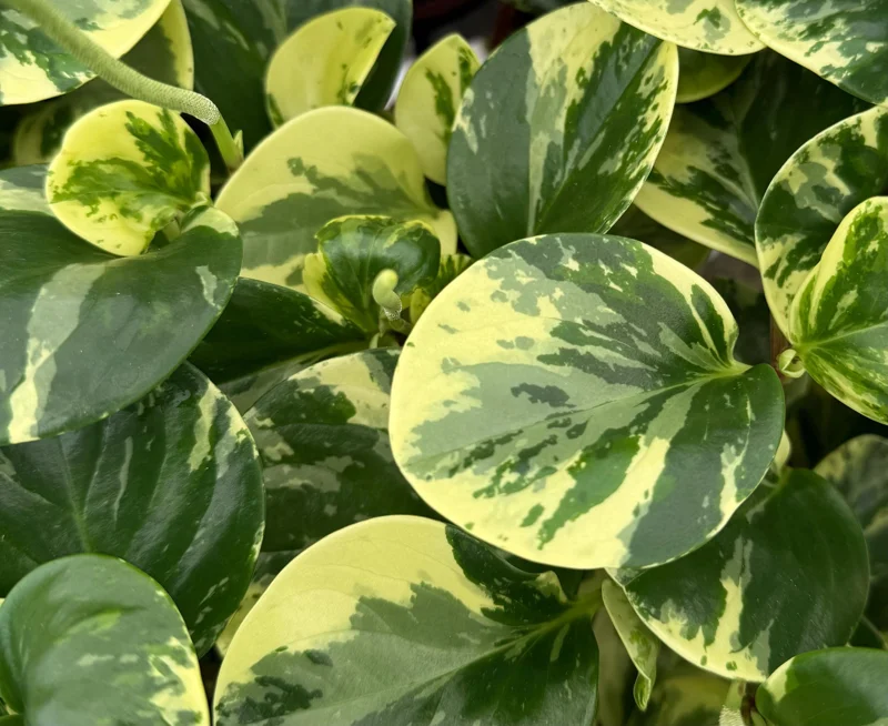 Variegated Peperomia Obtusifolia Live Plant – 4 inch Pot – Rooted Houseplant - Image 4
