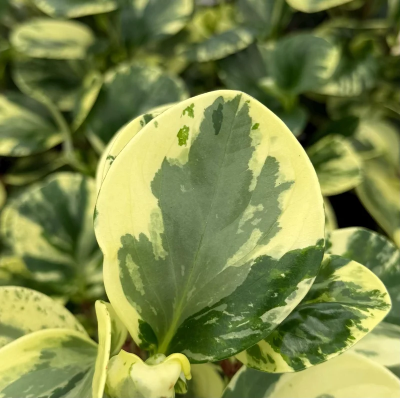 Variegated Peperomia Obtusifolia Live Plant – 4 inch Pot – Rooted Houseplant - Image 5