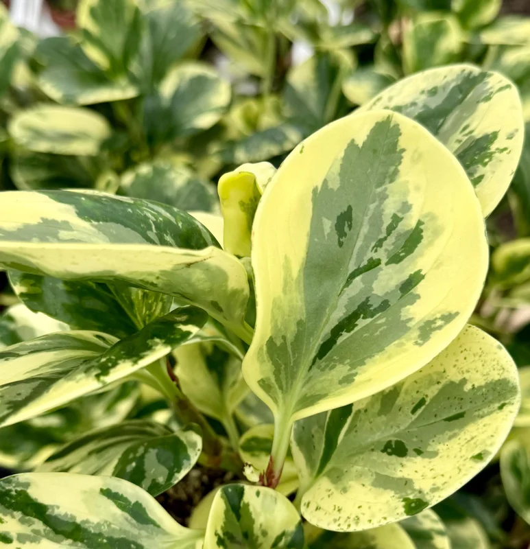 Variegated Peperomia Obtusifolia Live Plant – 4 inch Pot – Rooted Houseplant - Image 6