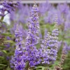Vitex Blue Shoal Creek Live Plant – 4-6 inch Tall Starter Plant – Outdoor Shrub - Image 1