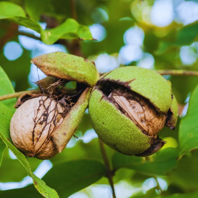 Walnut Tree Live Plant - Cold Hardy Fruit Tree, 2 Feet Tall, USDA Zones 4-9 - Image 5