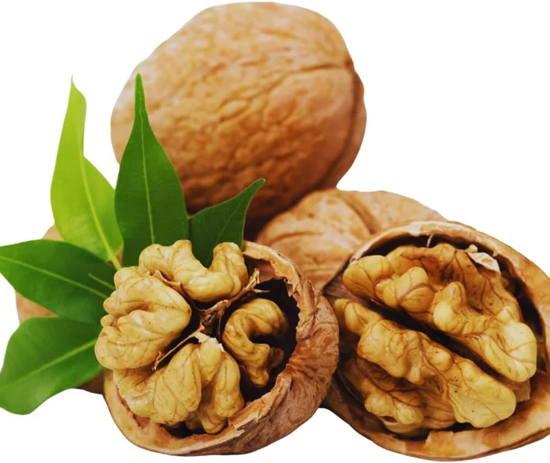 Walnut Tree Live Plant - Cold Hardy Fruit Tree, 2 Feet Tall, USDA Zones 4-9 - Image 6