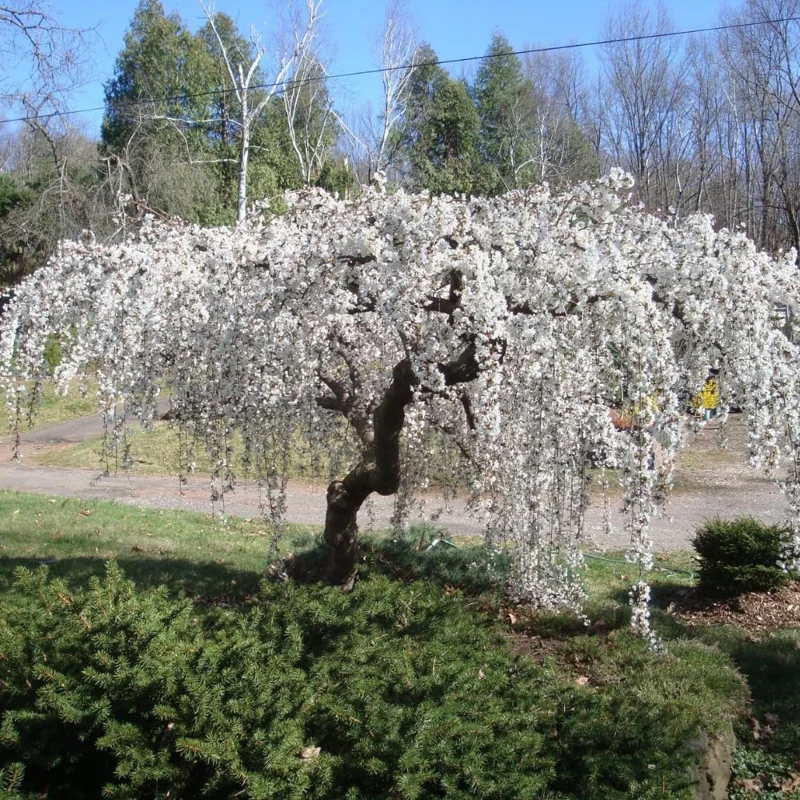 Weeping Cherry Blossom Live Tree Plant – White Flowers – 8-12 Inch Tall – Outdoor - Image 2