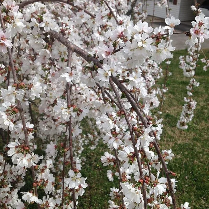 Weeping Cherry Blossom Live Tree Plant – White Flowers – 8-12 Inch Tall – Outdoor - Image 4