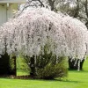 Weeping Cherry Blossom Live Tree Plant – White Flowers – 8-12 Inch Tall – Outdoor - Image 1