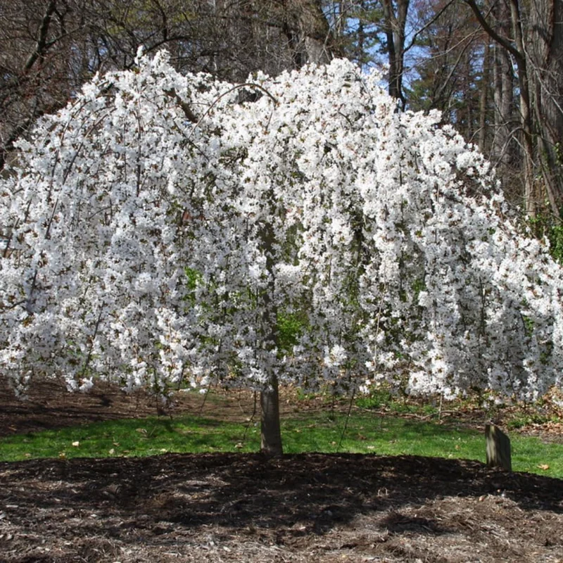 Weeping Cherry Blossom Tree Live Plant – 2 White Flowering Trees, 8-12 Inch Tall Potted, Outdoor - Image 4