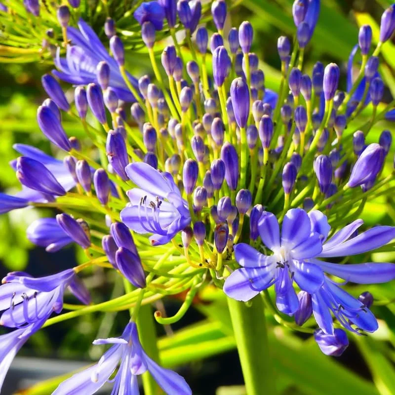 White Agapanthus Live Plants – Lily of the Nile Perennials – 3 Pack, 5-9” Tall - Image 2