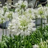 White Agapanthus Live Plants – Lily of the Nile Perennials – 3 Pack, 5-9” Tall - Image 1