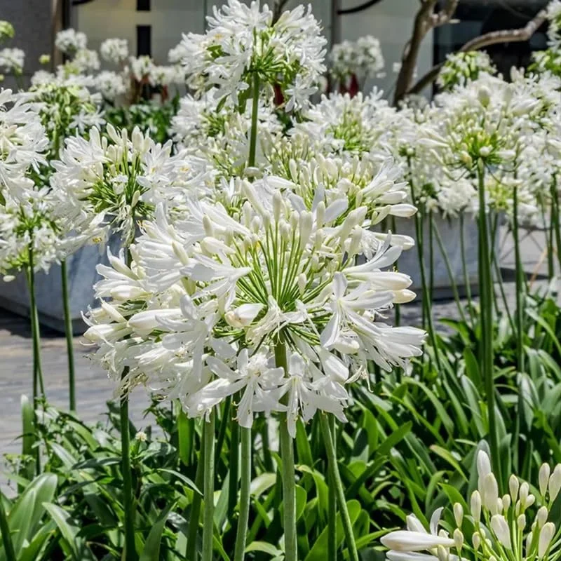 White Agapanthus Live Plants – Lily of the Nile Perennials – 3 Pack, 5-9” Tall - Image 1
