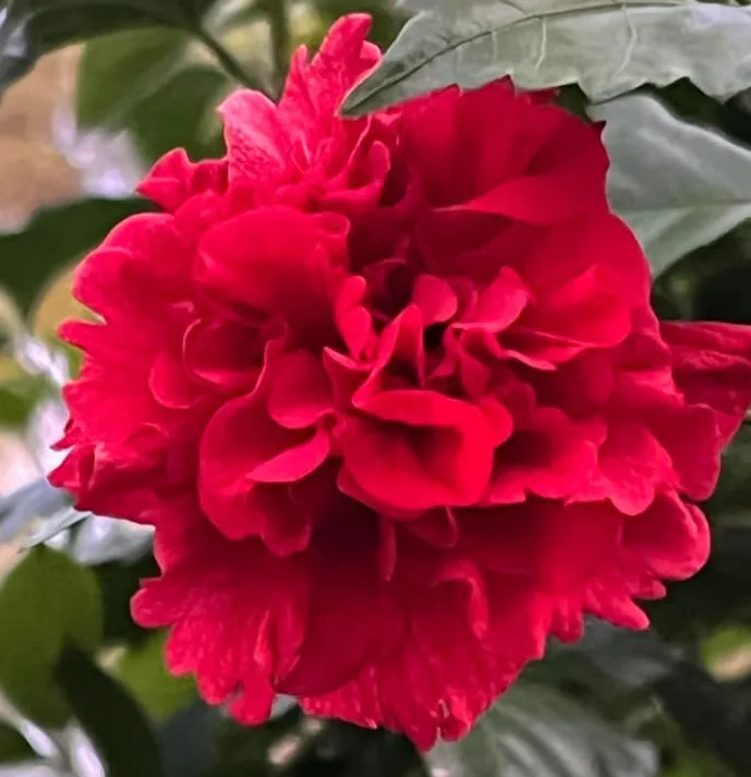 White Althea Rose of Sharon Live Plant - Hardy Hibiscus Shrub 6-12 Inch Tall Outdoor - Image 1