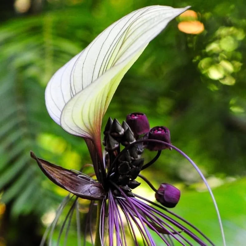 White Bat Flower Live Plant – Tacca Plant in 2 Inch Pot – Indoor/Outdoor Ornamental Houseplant - Image 2