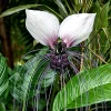 White Bat Flower Live Plant – Tacca Plant in 2 Inch Pot – Indoor/Outdoor Ornamental Houseplant - Image 1