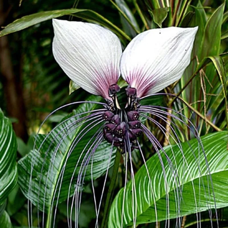 White Bat Flower Live Plant – Tacca Plant in 2 Inch Pot – Indoor/Outdoor Ornamental Houseplant - Image 1
