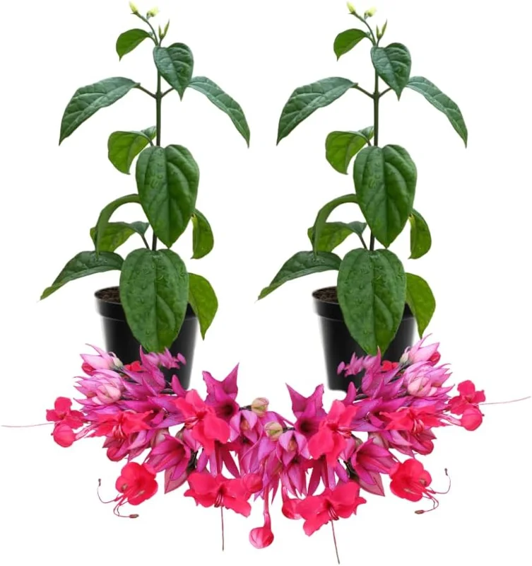 White Bleeding Heart Live Plants - Set of 2 Perennial Vines, 4-6 Inches Tall, Outdoor - Image 2