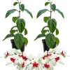 White Bleeding Heart Live Plants - Set of 2 Perennial Vines, 4-6 Inches Tall, Outdoor - Image 1