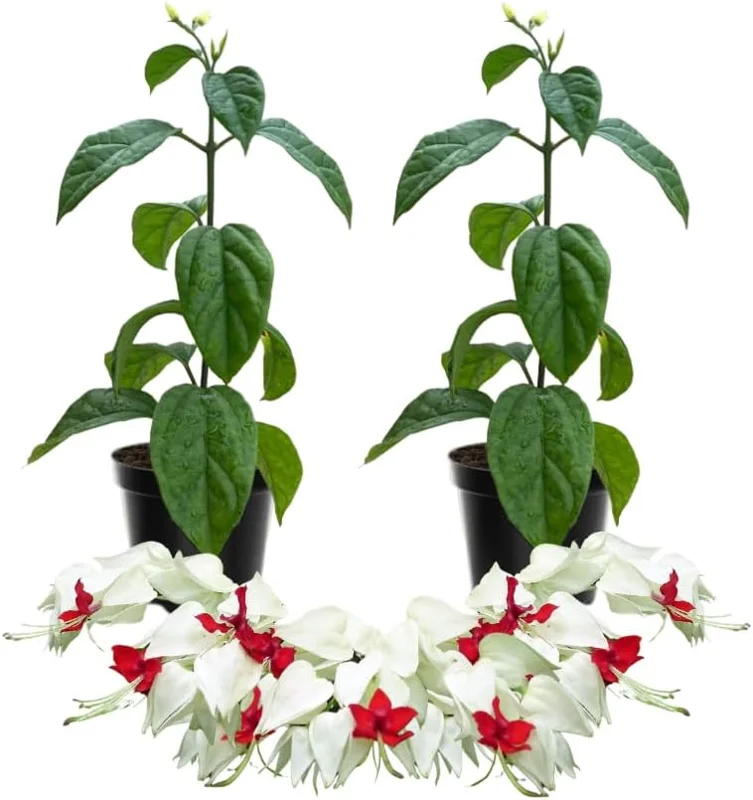 White Bleeding Heart Live Plants - Set of 2 Perennial Vines, 4-6 Inches Tall, Outdoor - Image 1
